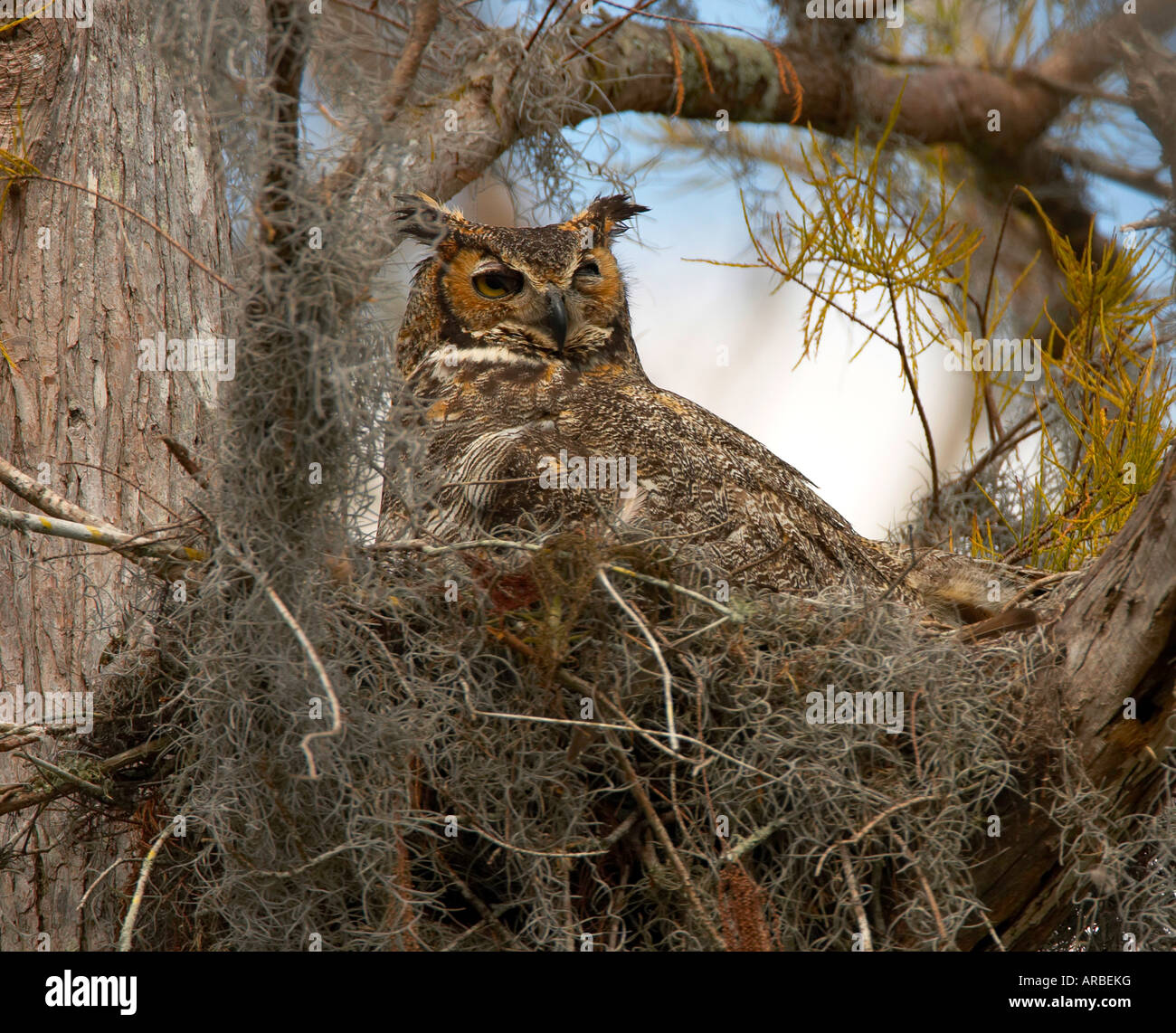Great Horned Owl Stock Photo