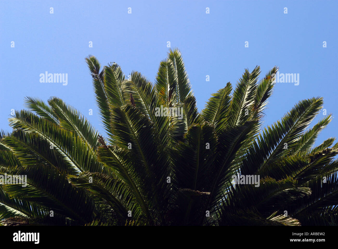 Phoenix Palm Tree Stock Photo Alamy