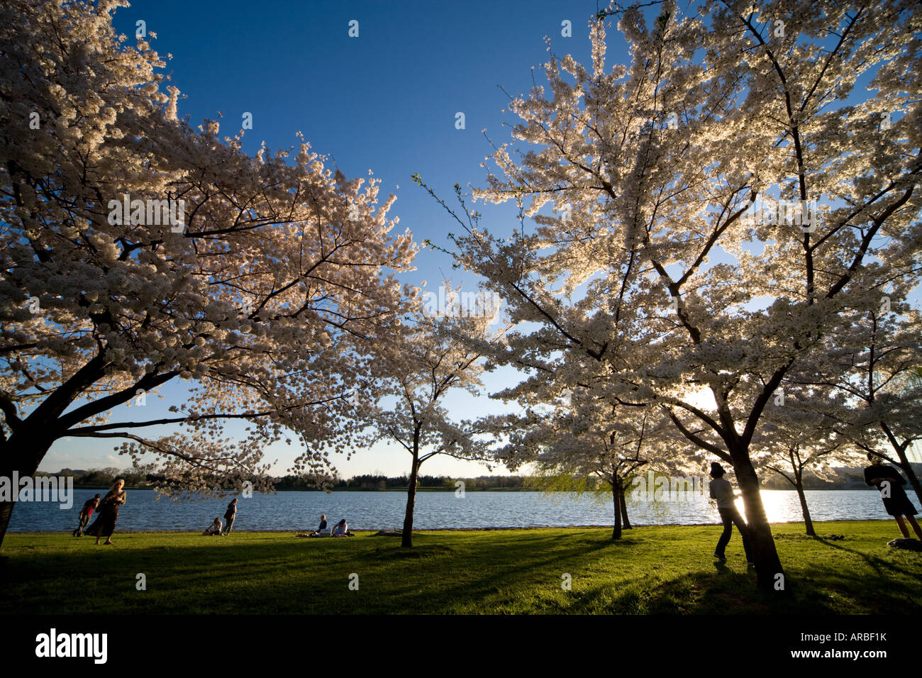 People celebrating spring under flowering cherry trees along the Potomac River in Washington DC Stock Photo