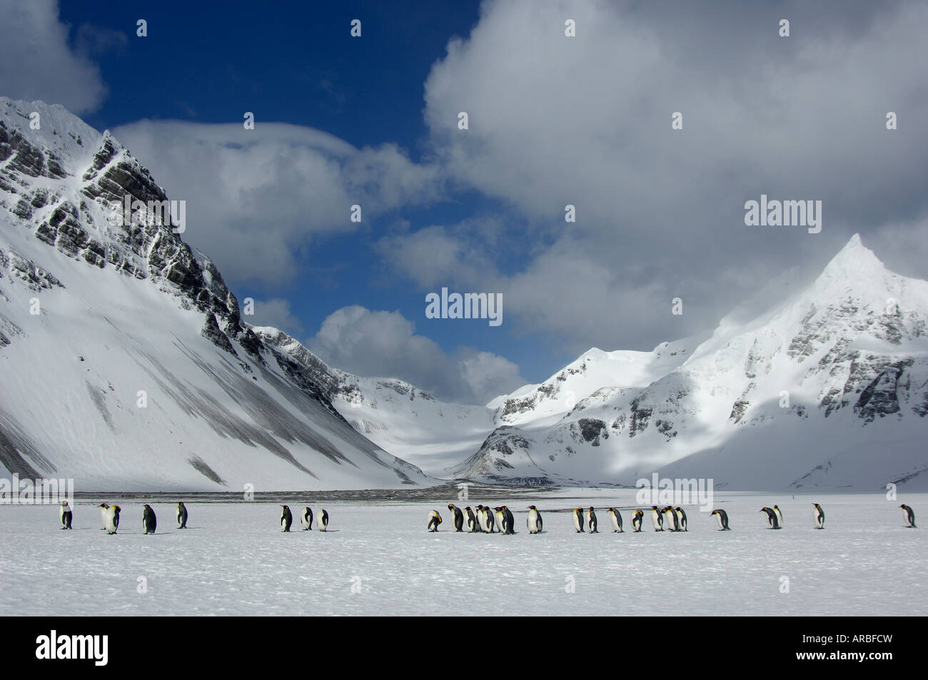 King Penguins Aptenodytes patagonicus Right Whale Bay South Georgia in snowy landscape Stock Photo