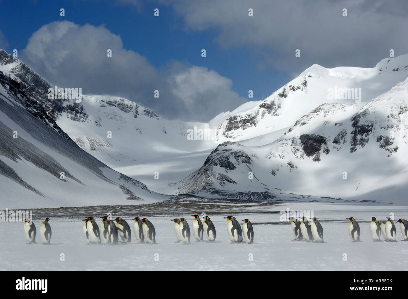 King Penguins Aptenodytes patagonicus Right Whale Bay South Georgia in snowy landscape Stock Photo
