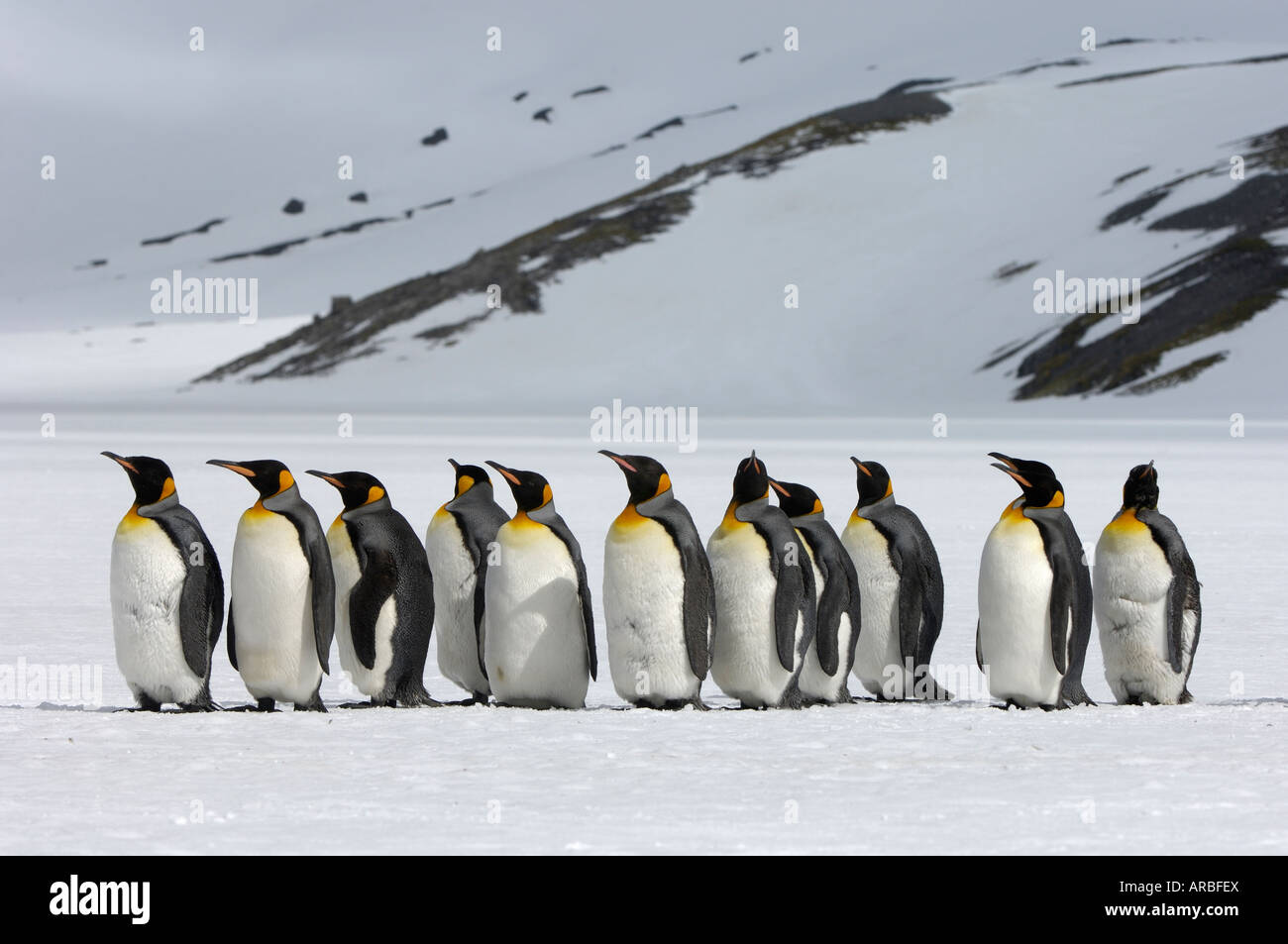 King Penguins Aptenodytes patagonicus Right Whale Bay South Georgia group in snowy landscape Stock Photo