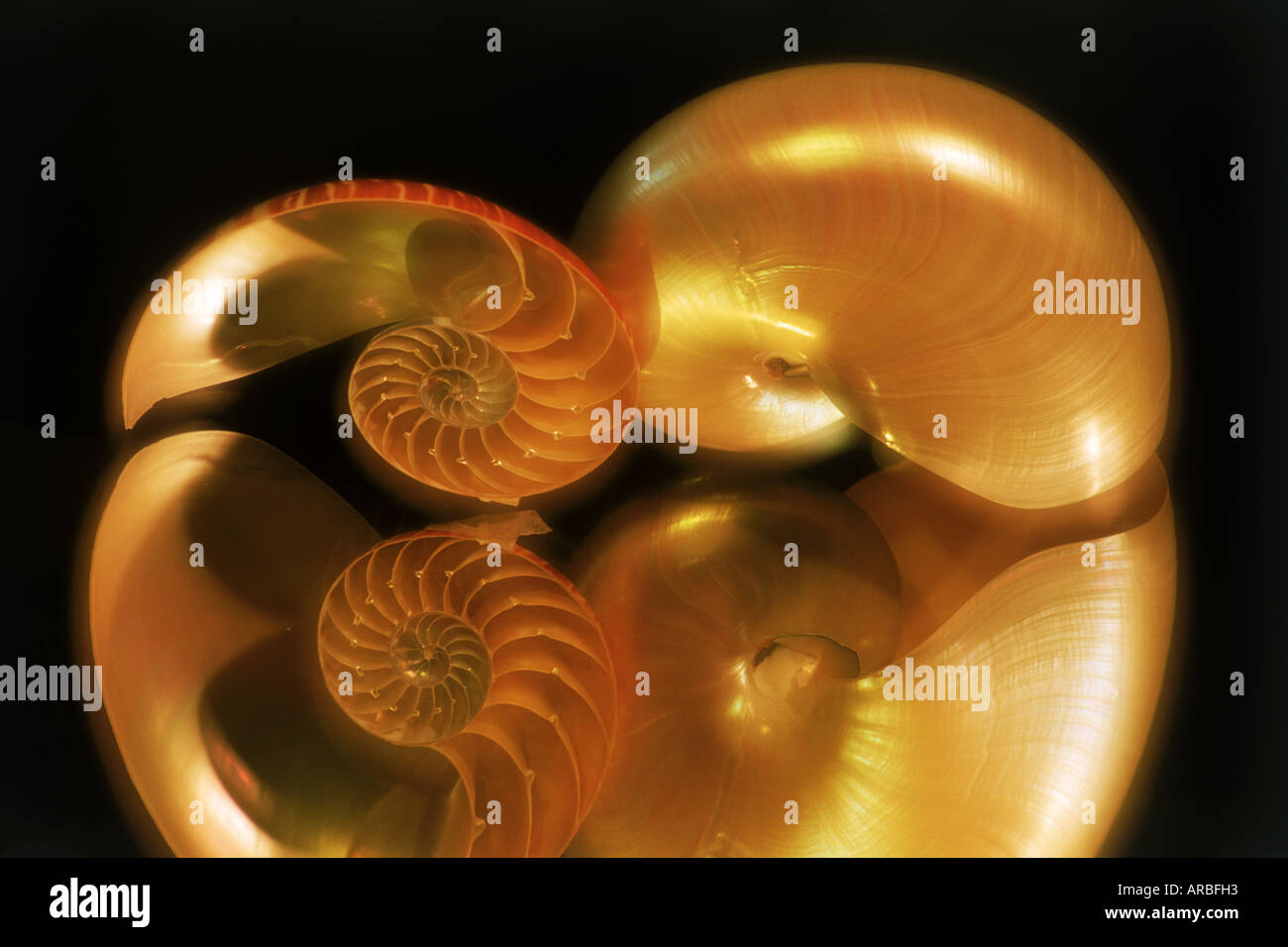 Mirror reflections of two nautilus shells Stock Photo