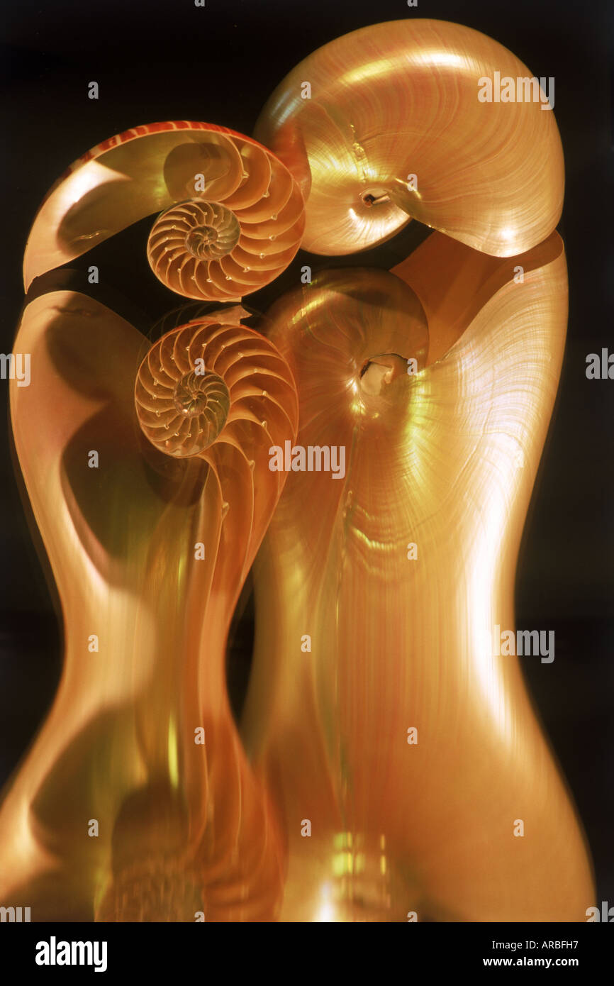 Mirror reflections of nautilus shells Stock Photo