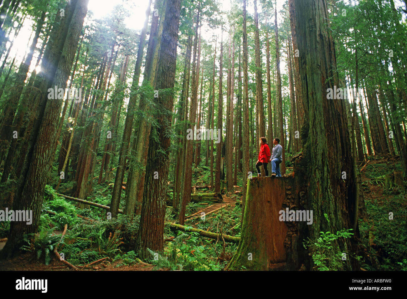 Couple in Redwood forest on California Coast Stock Photo