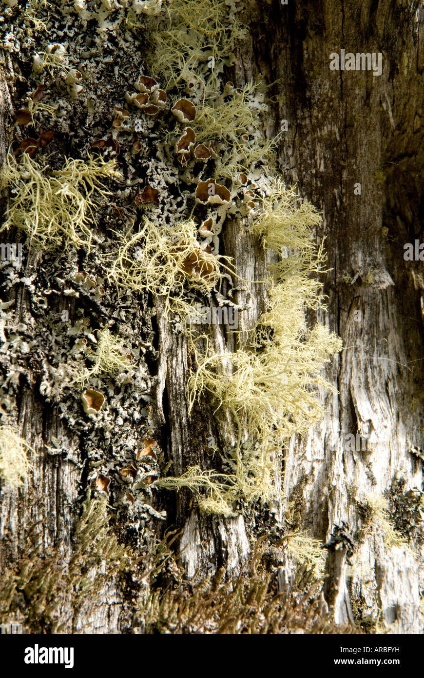 Rain forest trees tasmania hi-res stock photography and images - Alamy