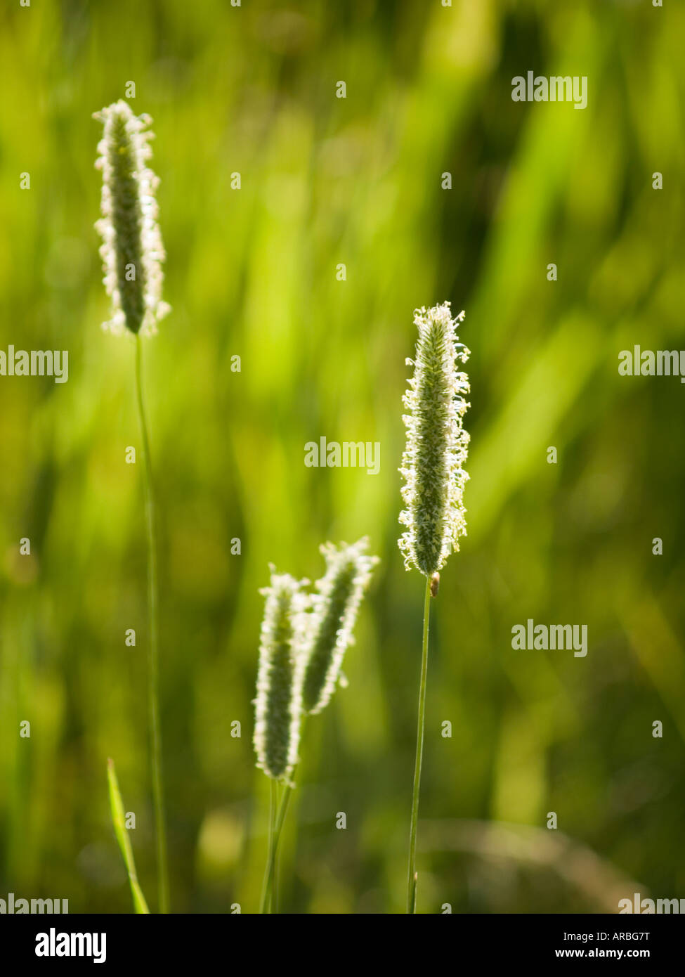 Green wild grass hi-res stock photography and images - Alamy
