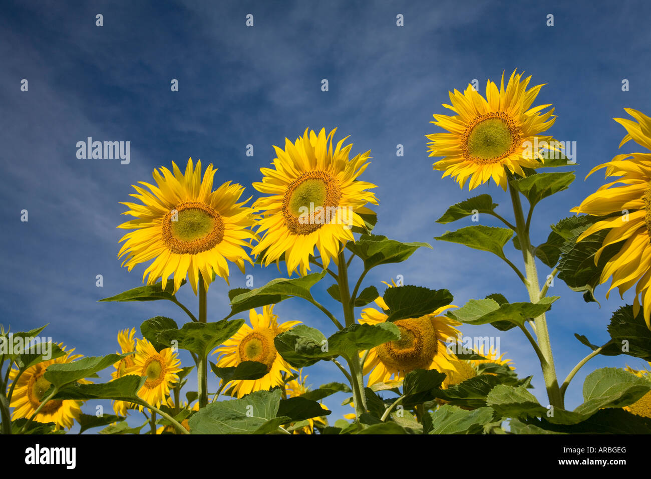 Pristine sunflowers greeting morning sun hires stock photography and