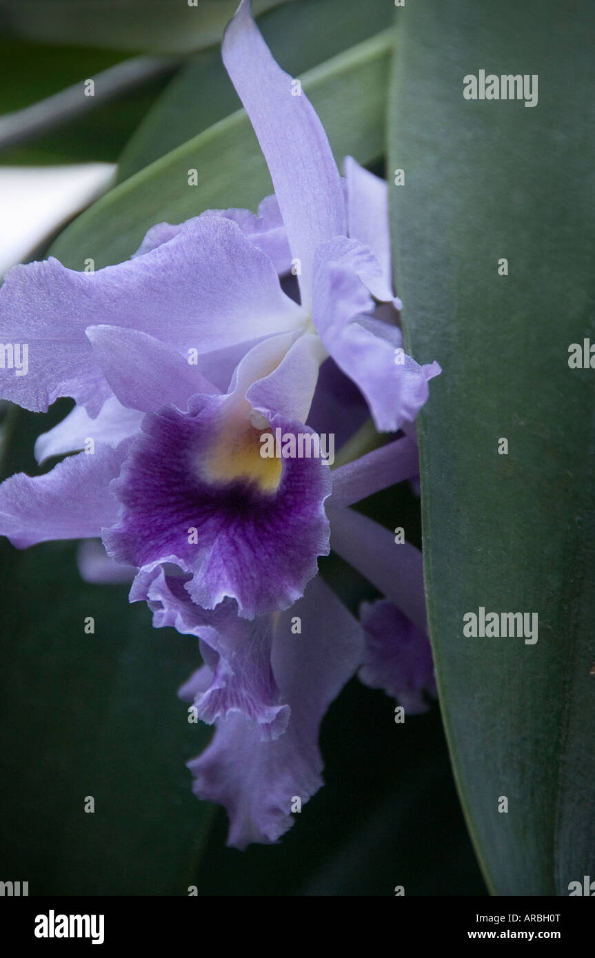 Cattleya in blue orchid Stock Photo