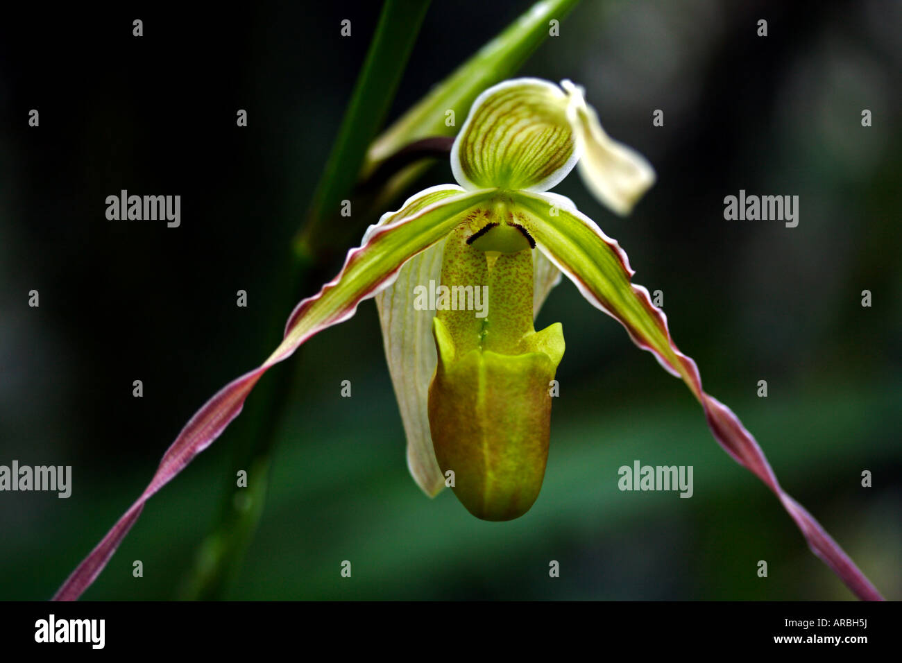 Close-up of a Phragmipedium orchid flower Stock Photo