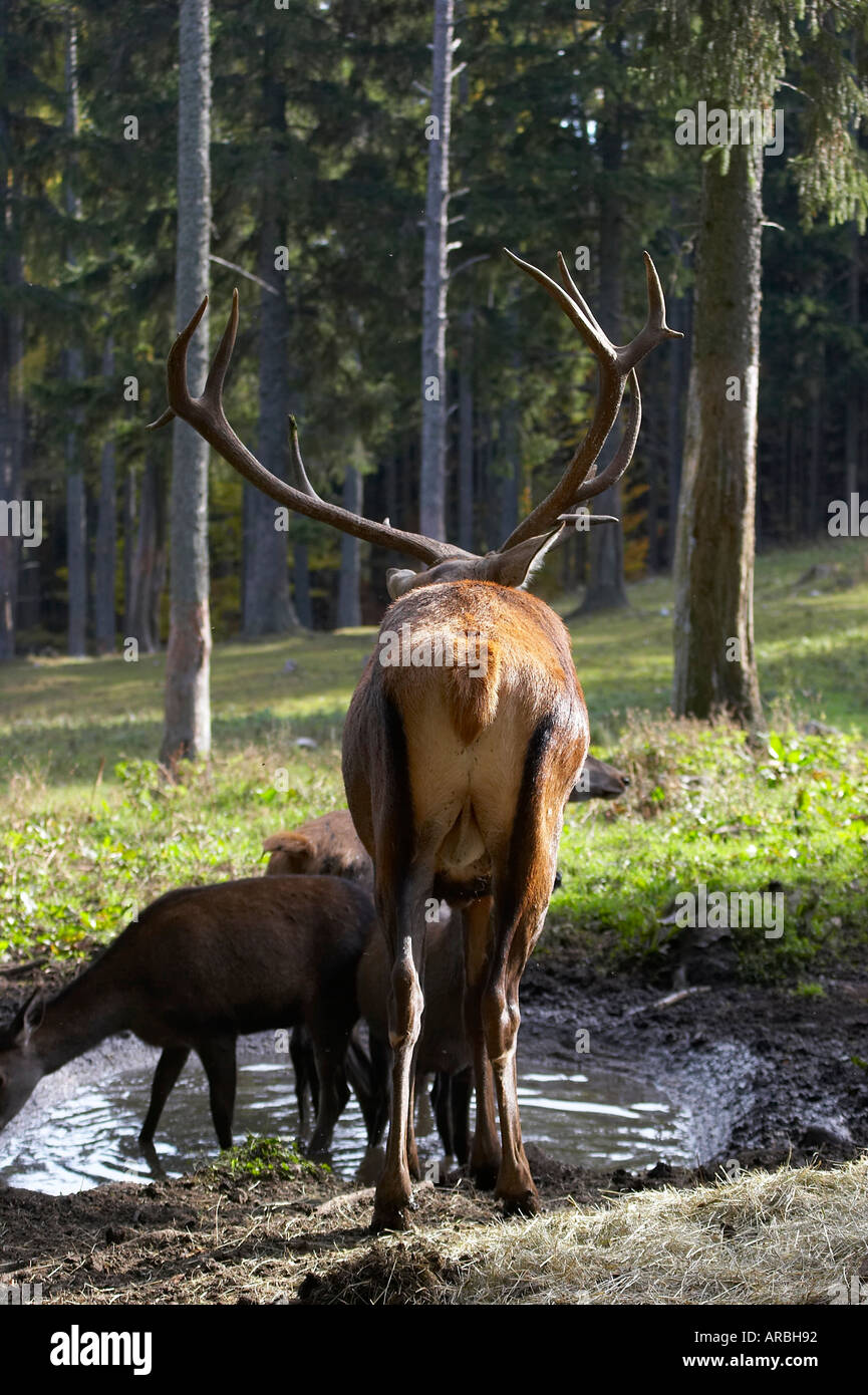 Deer stags deals 92 collection