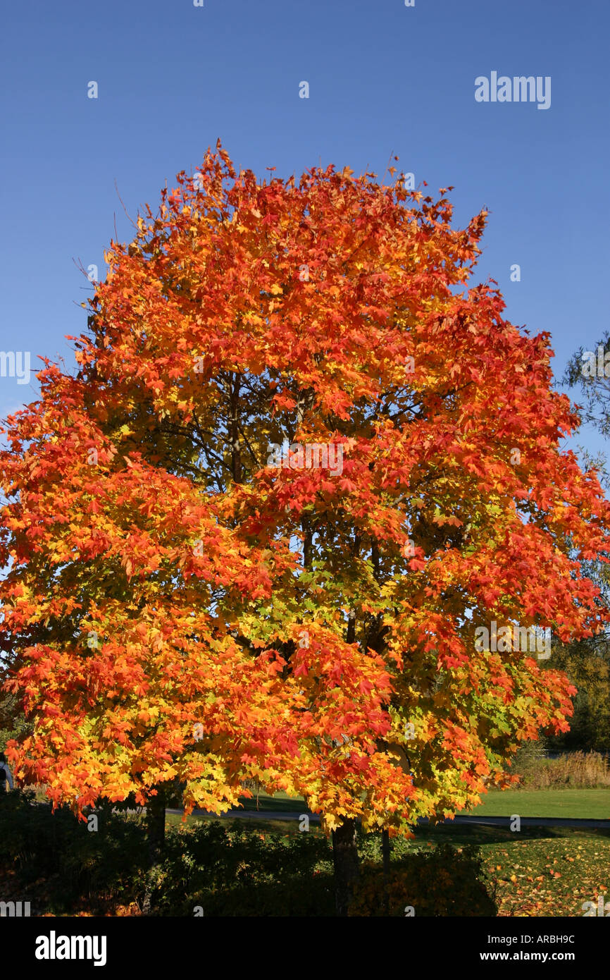 Colourful maple tree leaves hi-res stock photography and images - Alamy