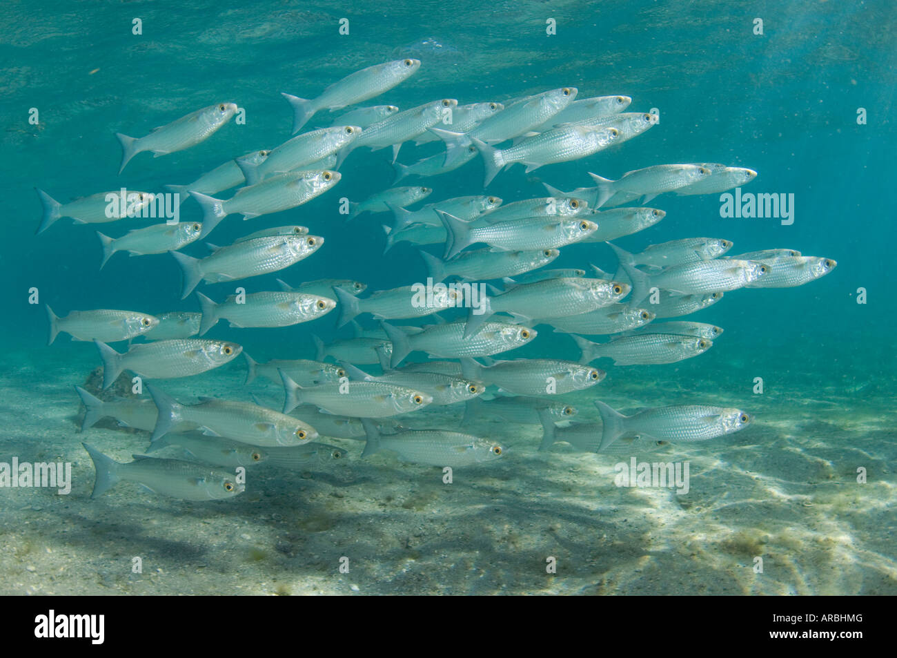 White Mullet Mugil curema in Riviera Beach FL. This is a popular type of bait used by fishermen. Stock Photo