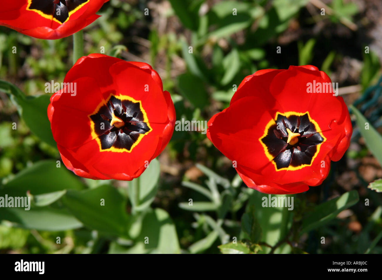 tulip (tulipa sp Stock Photo - Alamy