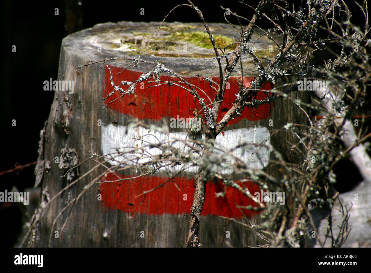 red-white-red marking on a tree trunk Stock Photo