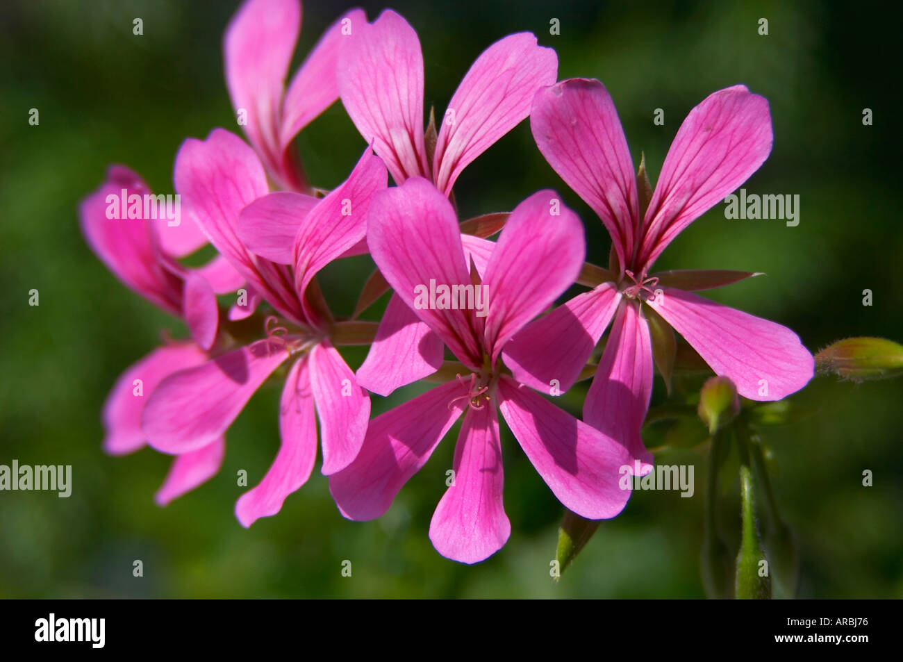 pelargonium (pelargonium sp.) Stock Photo