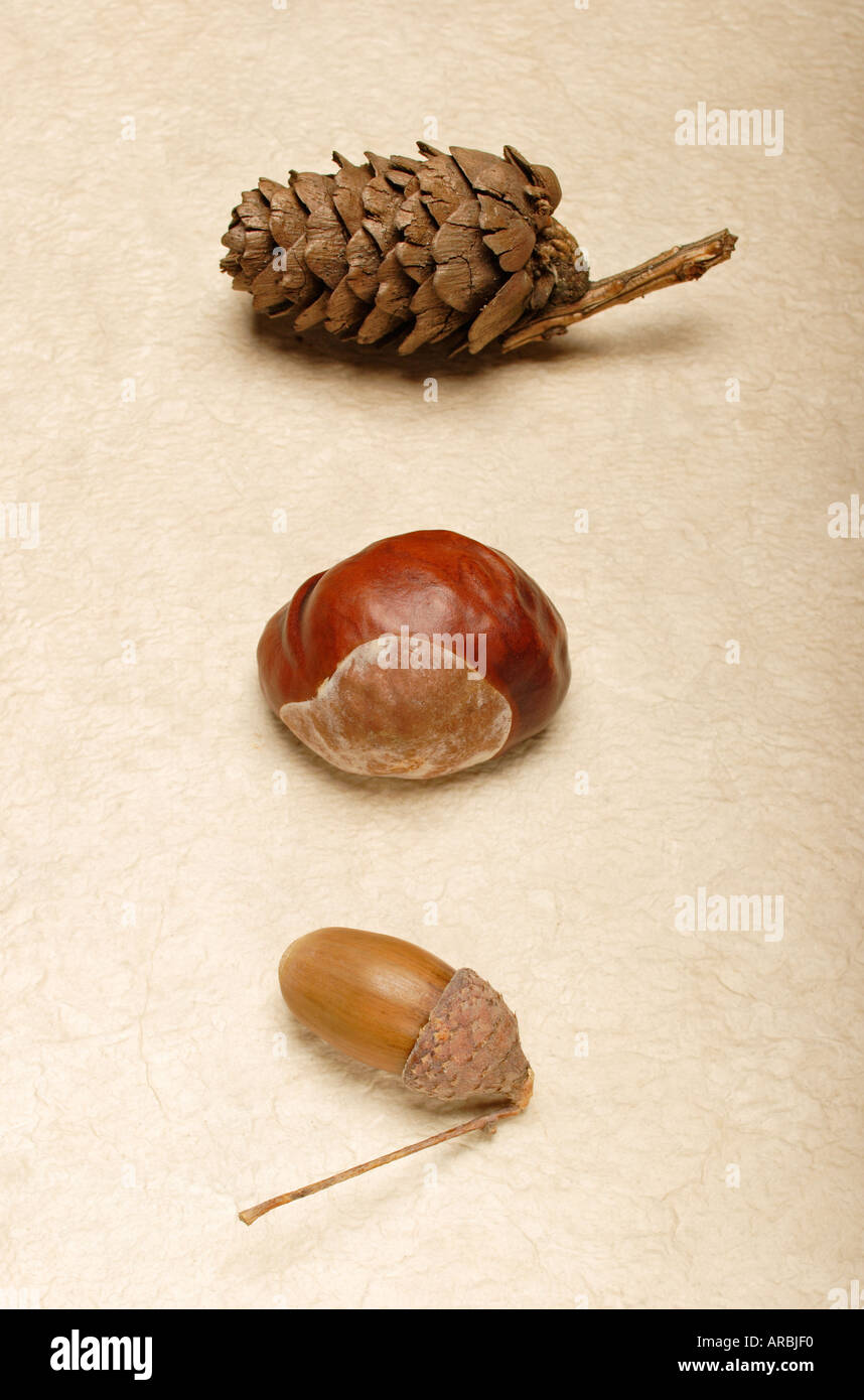 Pine cone chestnut and acorn Stock Photo Alamy
