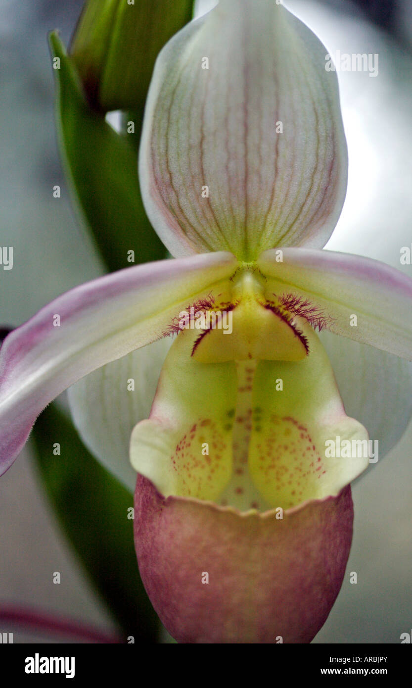 Close-up of a Phragmipedium orchid flower Stock Photo