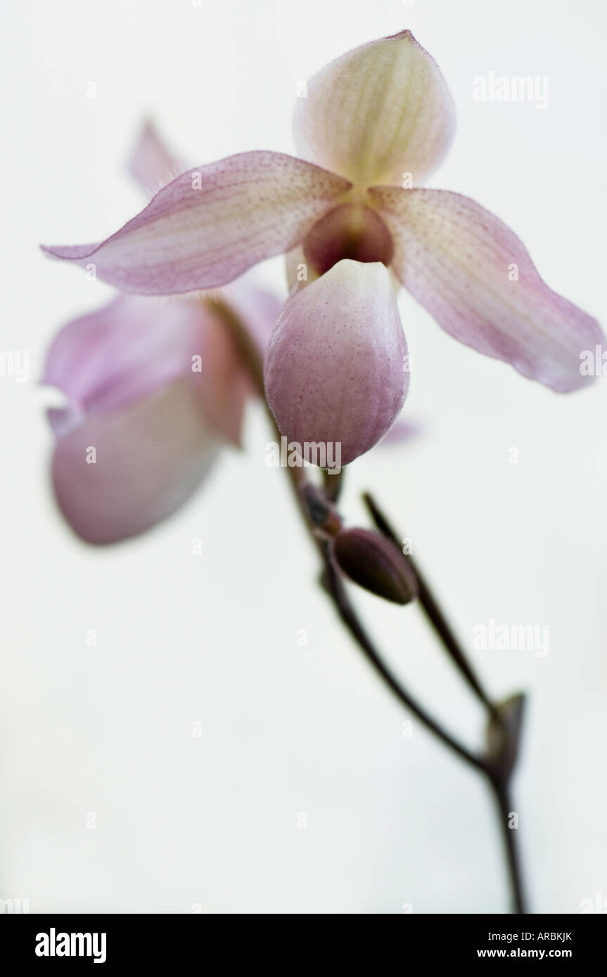 Pink lady's slipper orchid Stock Photo