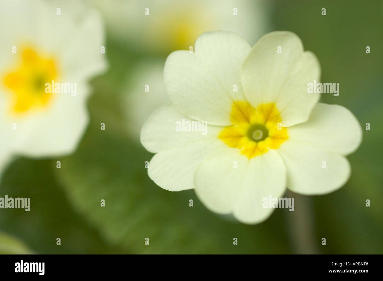Close up of Primula Vulgaris Native Primrose Stock Photo
