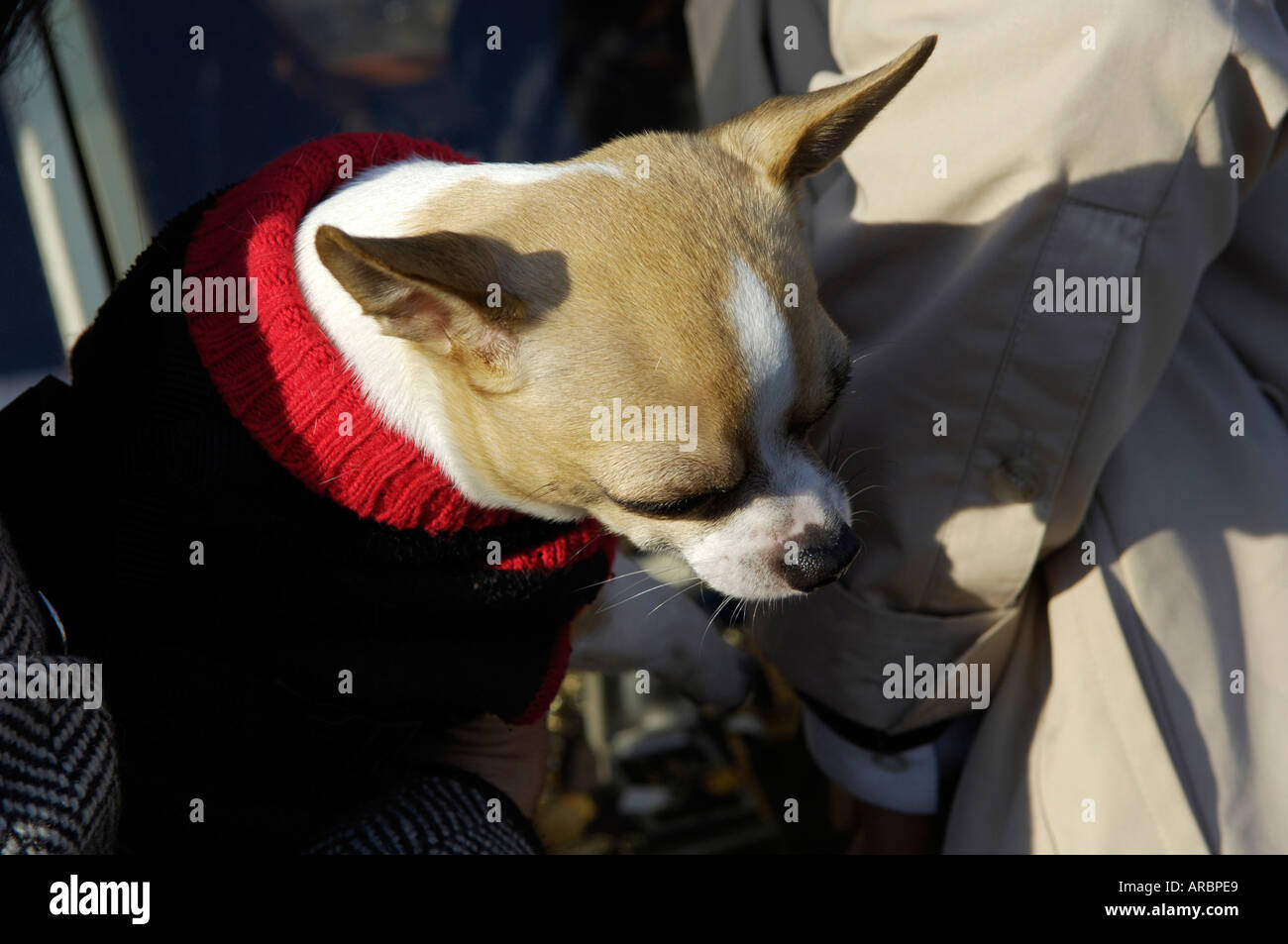 dog with pullover Stock Photo - Alamy