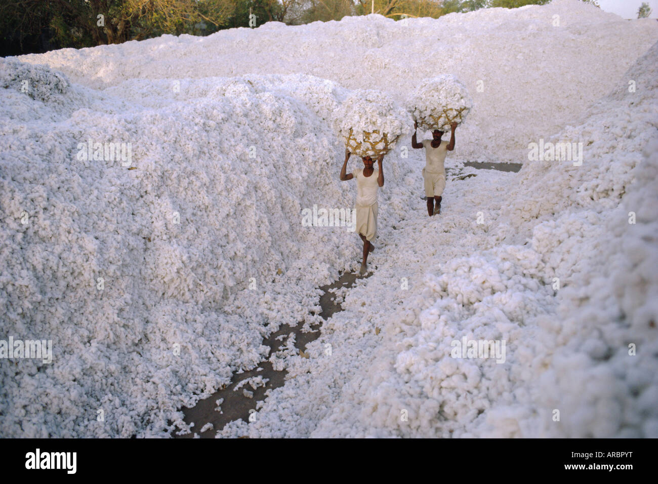 Cotton production india hires stock photography and images Alamy