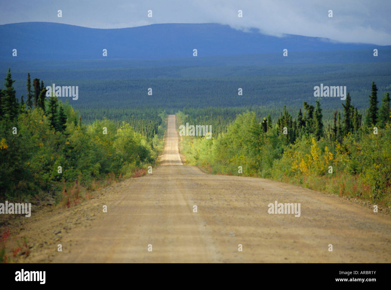 Taylor Highway, gravel road through pine forest only opens summer three
