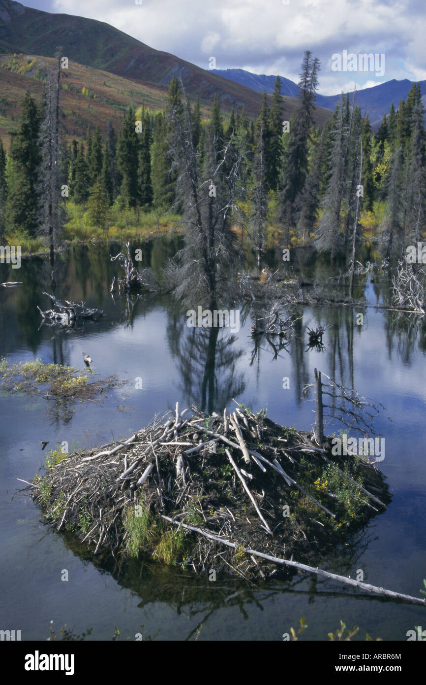 Beaver lodge in dammed pond, Ogilvie Mountains, Yukon, Canada, North America Stock Photo