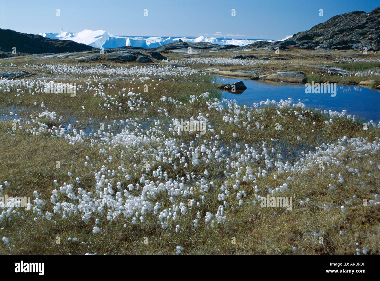 Cottongrass, with icebergs beyond, Stermermiut Valley, Ilulissat, west coast, Iceland, Polar Regions Stock Photo
