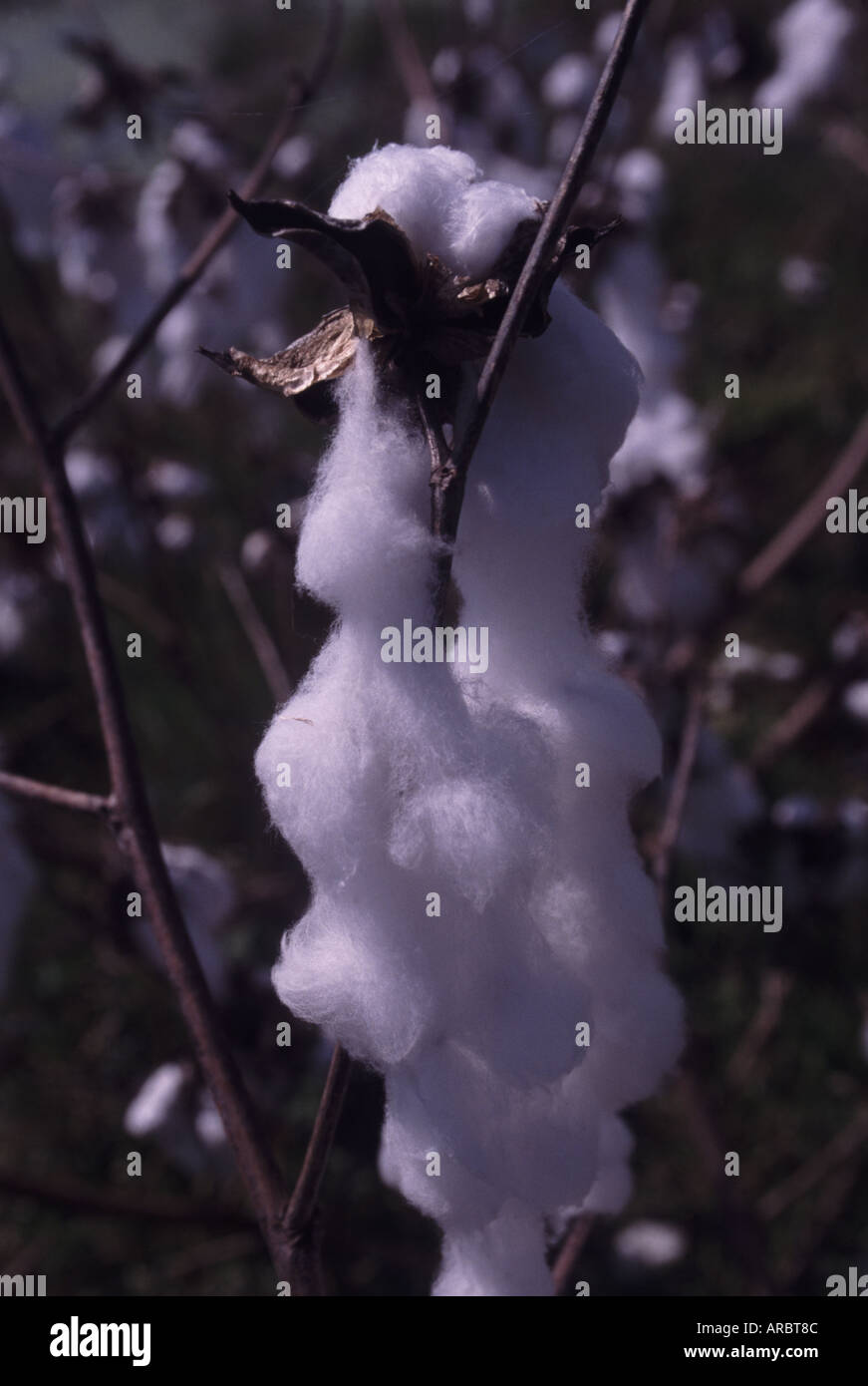 African american cotton field hi-res stock photography and images - Alamy