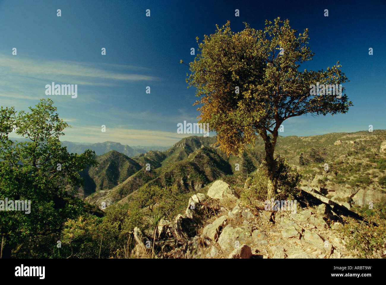 Copper Canyon in the Sierra Madre Occidental from hiking trail near ...