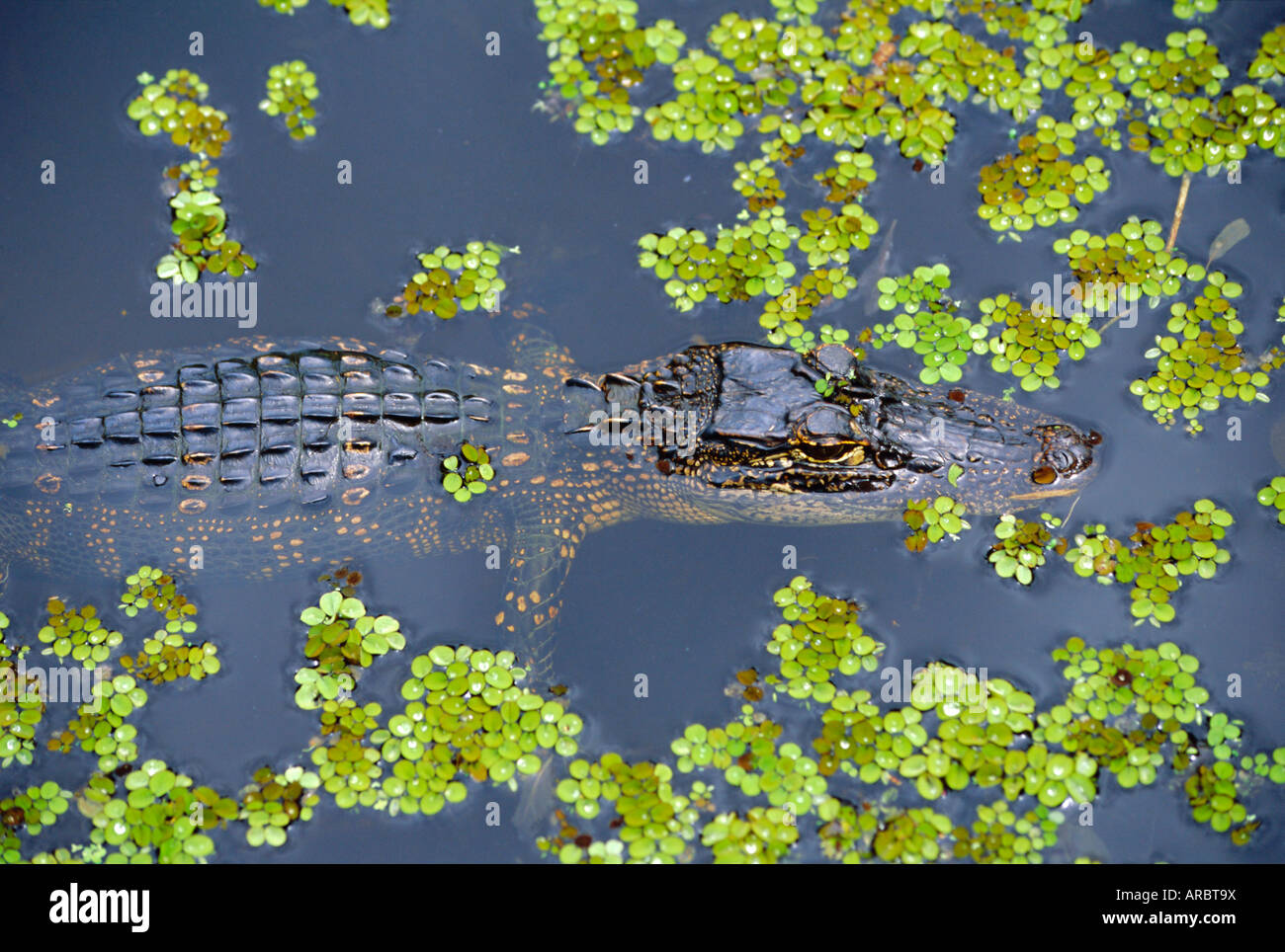 Juvenile alligator in swampland (bayou) at Jean Lafitte National Historical Park and Preserve, Louisiana, USA Stock Photo