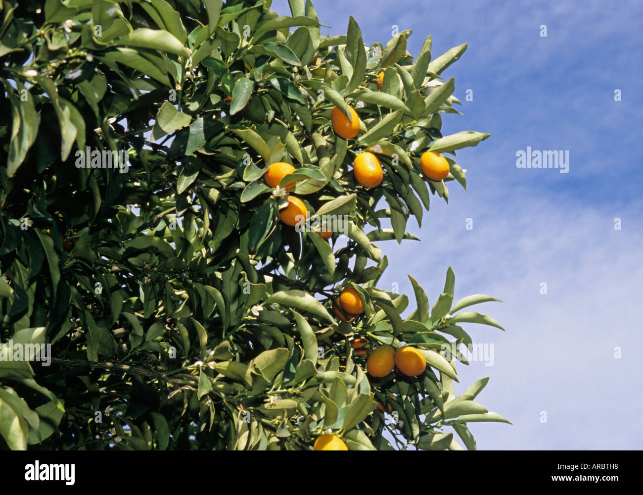 kumquat Rutaceae a plant from China Stock Photo