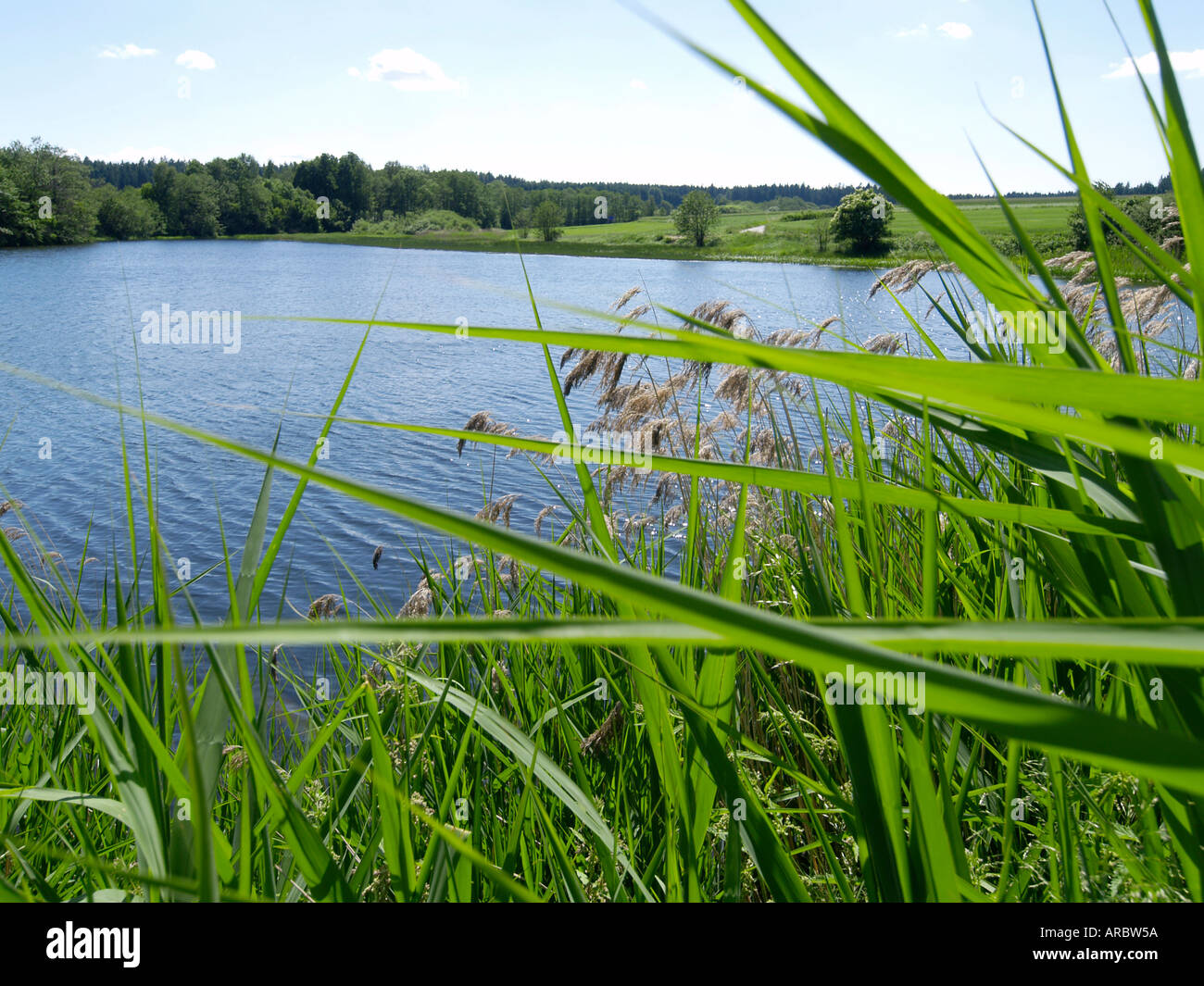 carp pond Stock Photo