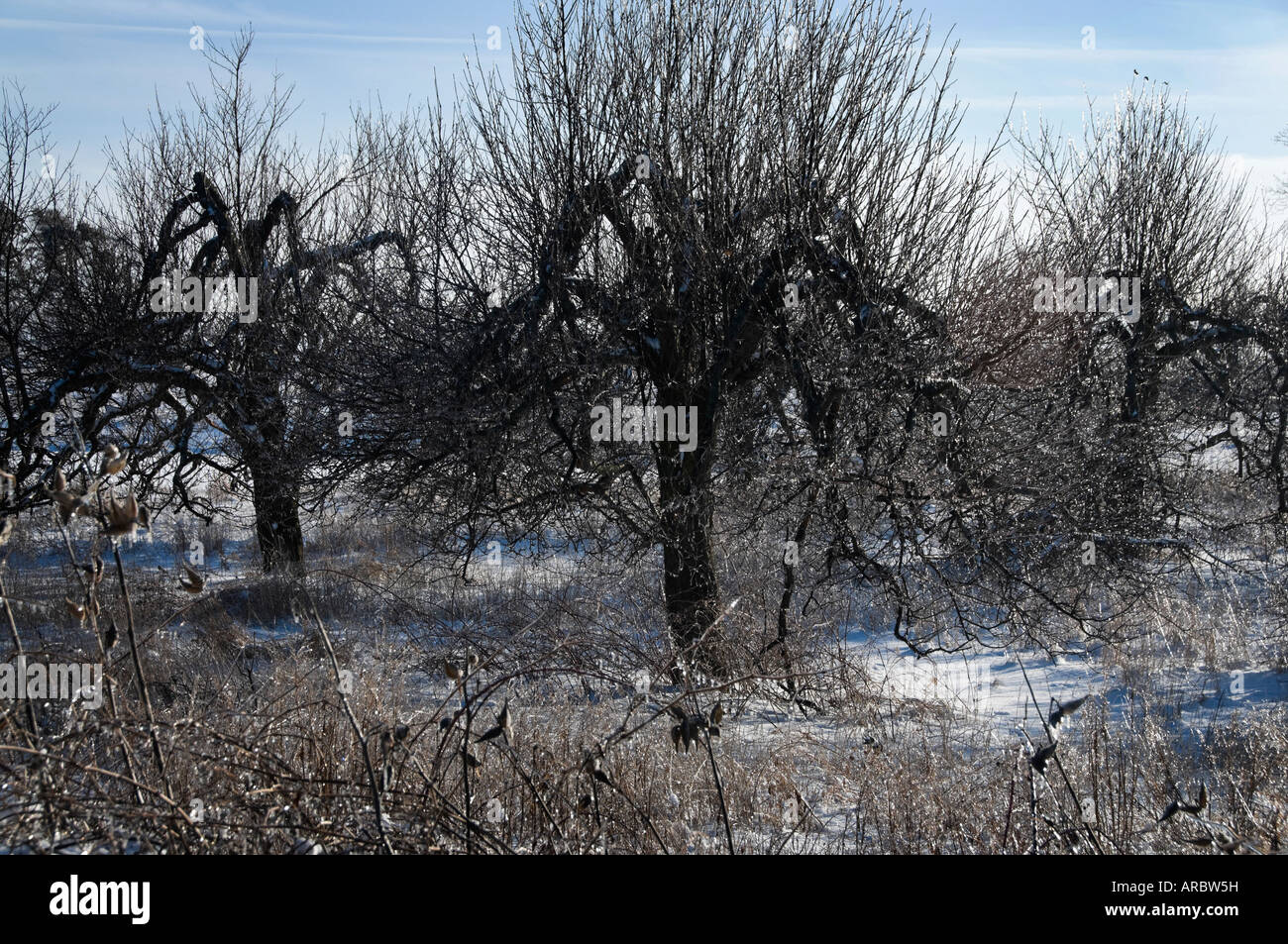 Weeping apple hi-res stock photography and images - Alamy