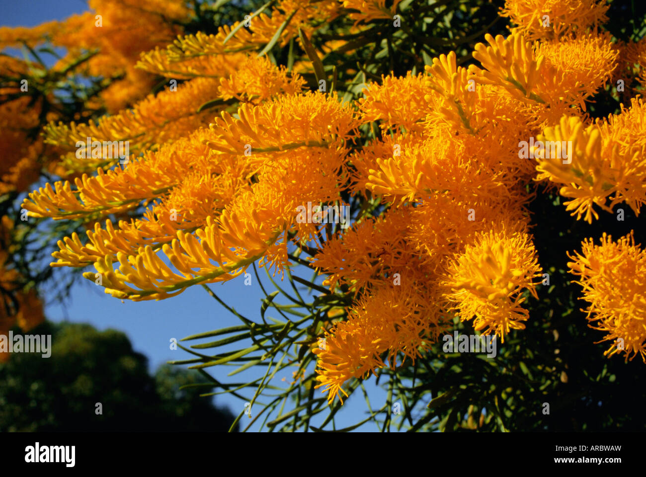 Christmas tree, Nuytsia floribunda, native flora, Western Australia, Australia Stock Photo