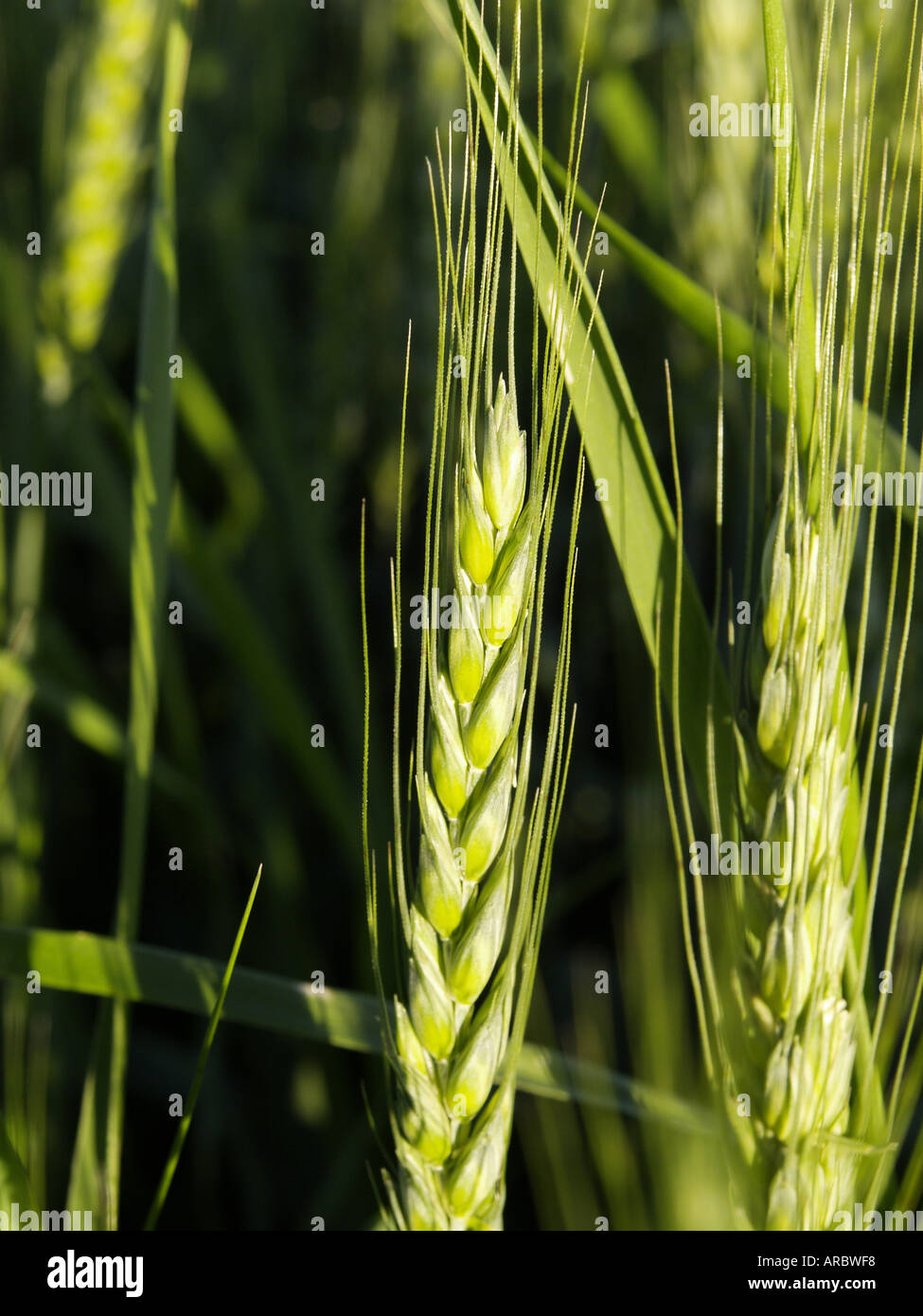 grain field Stock Photo