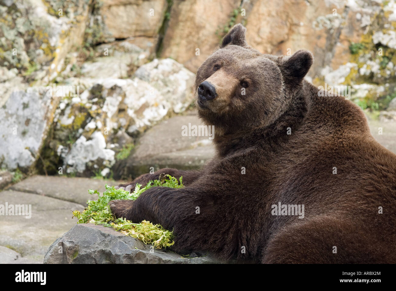brown bear in greece eating Stock Photo