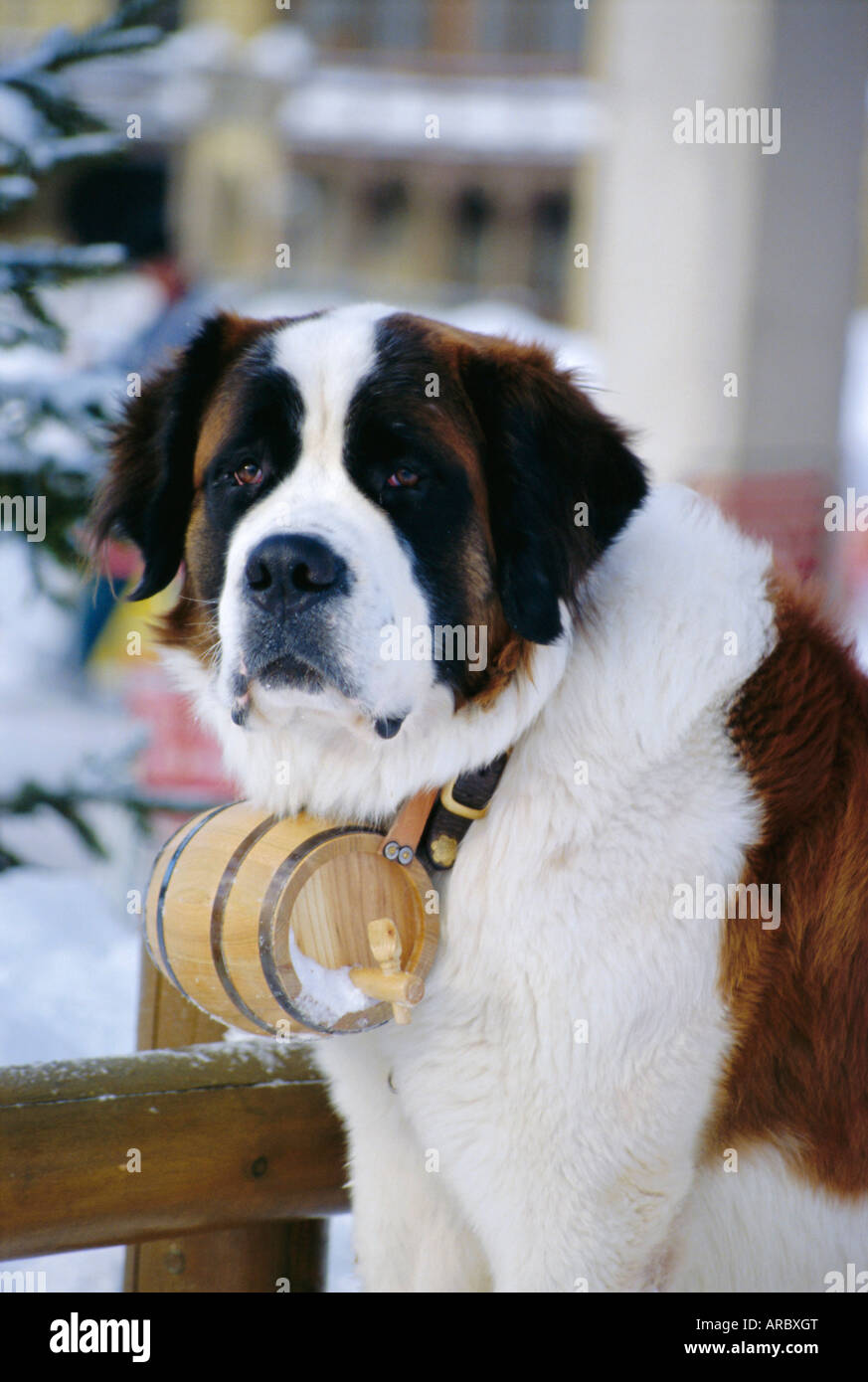 Why Are St. Bernards Shown With Barrel Collars? Breed Interesting Facts