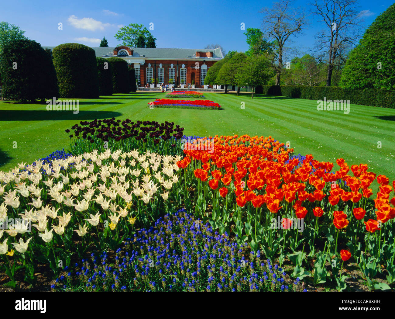 Tulips and the Orangery, Kensington Palace, Kensington Gardens, London, England, UK Stock Photo