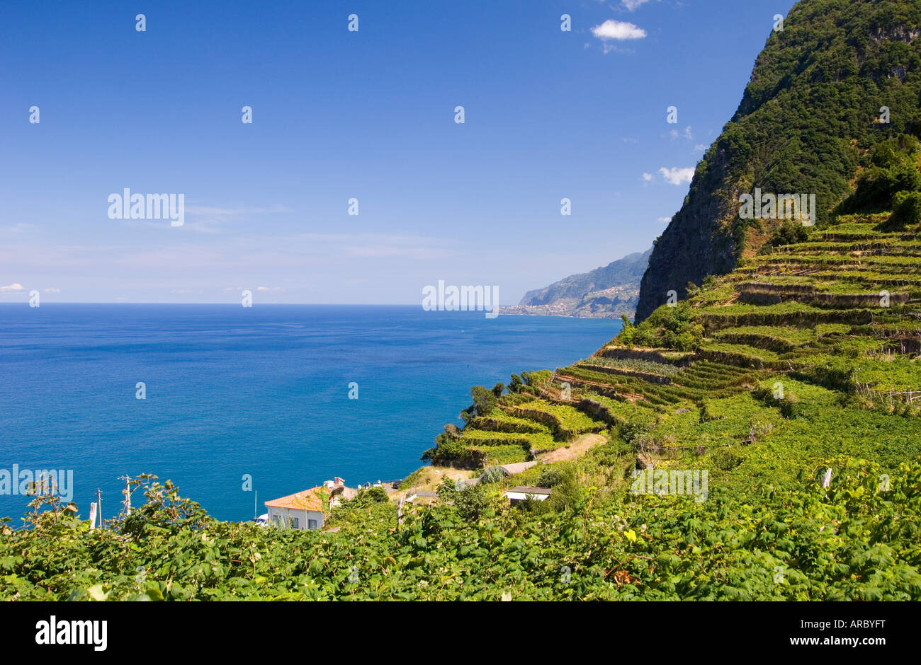 Vineyards on hillsides on the north coast near Ribeira da Janela, island of Madeira, Portugal, Atlantic, Europe Stock Photo
