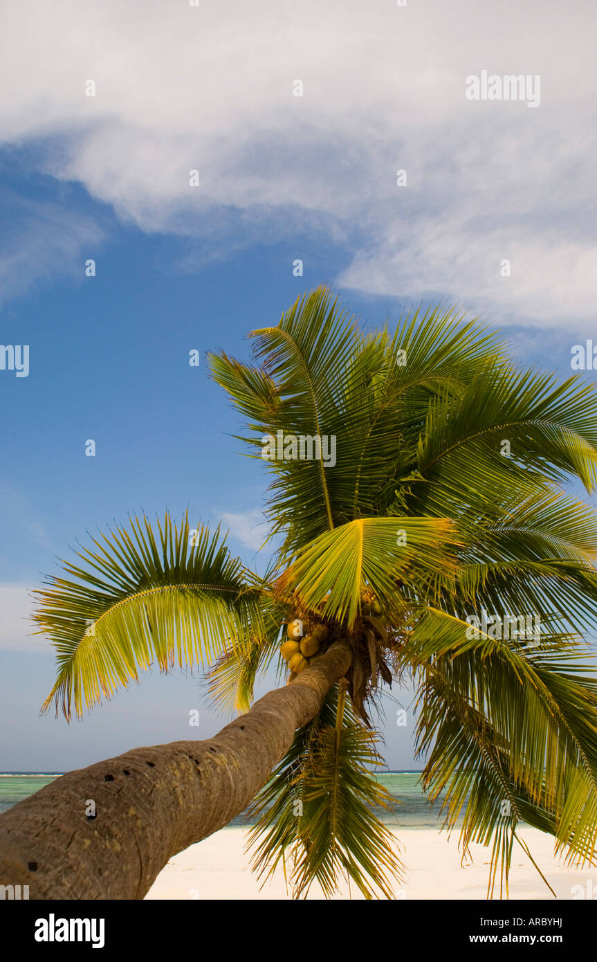 Palm branch leaning High Resolution Stock Photography and Images Alamy