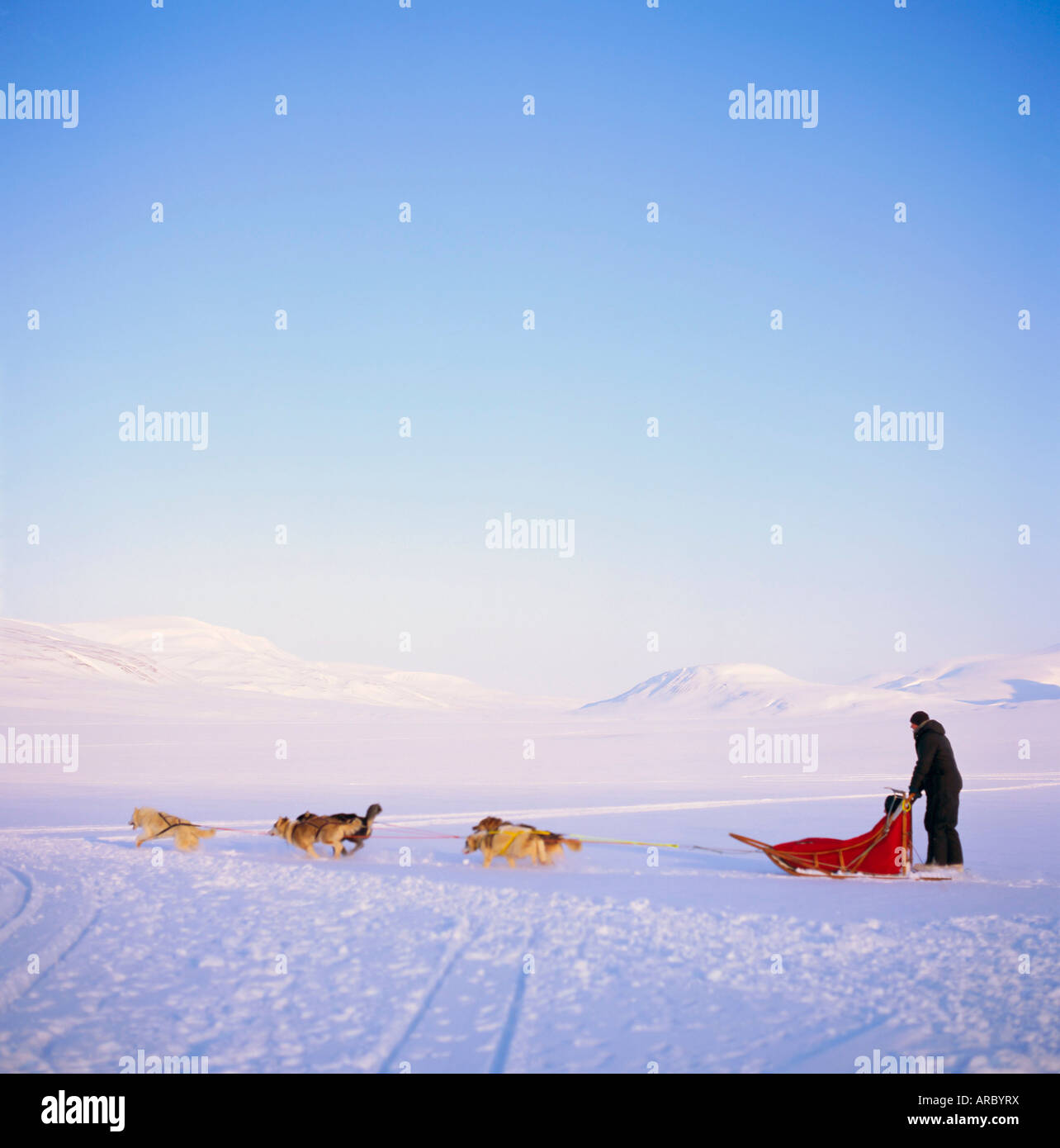 Husky dog sled team, Spitsbergen, Norway, Europe Stock Photo