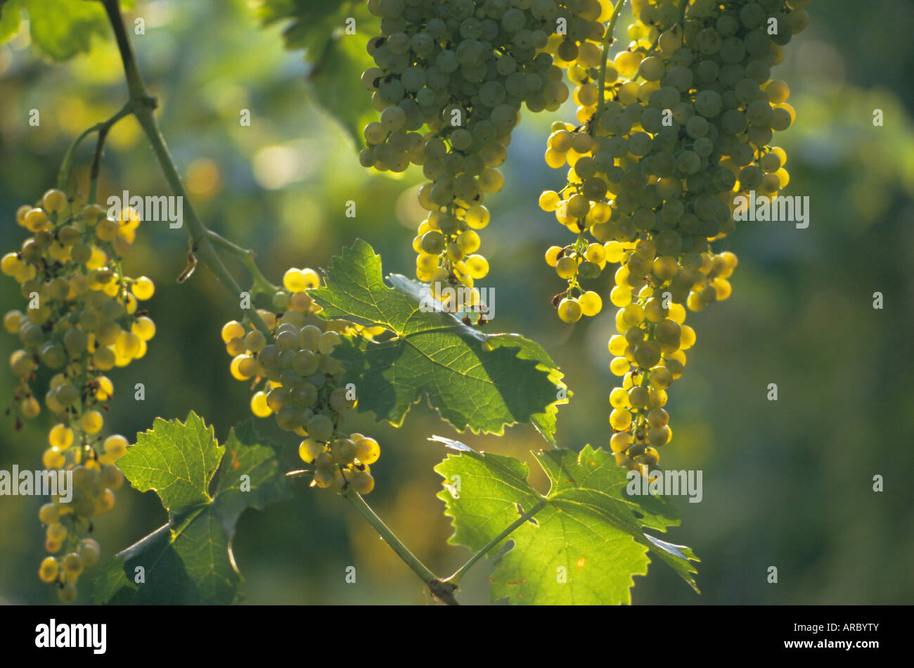 Garganega grapes, Soave, Veneto, Italy, Europe Stock Photo