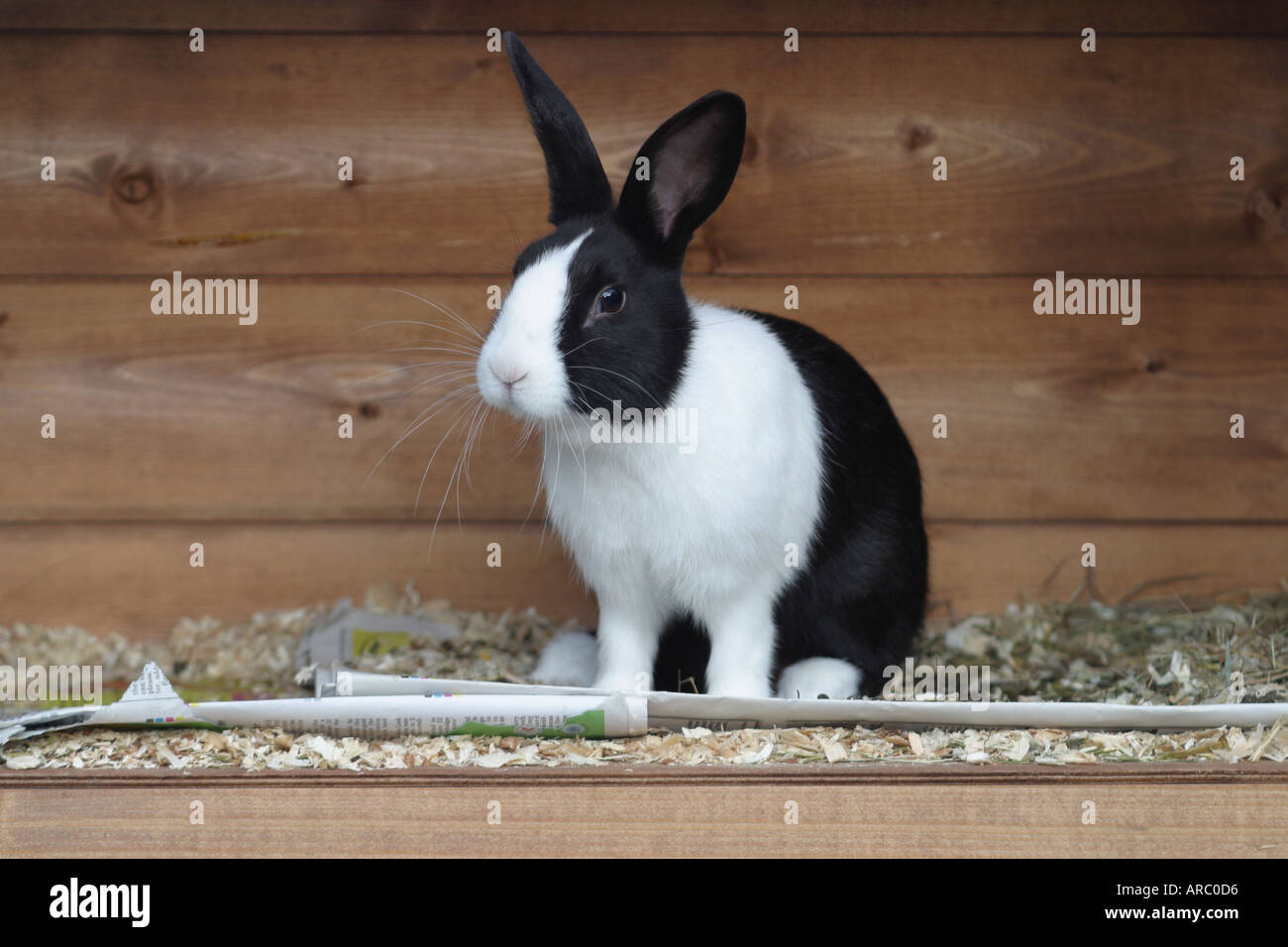 Dutch Rabbit in hutch. UK Stock Photo