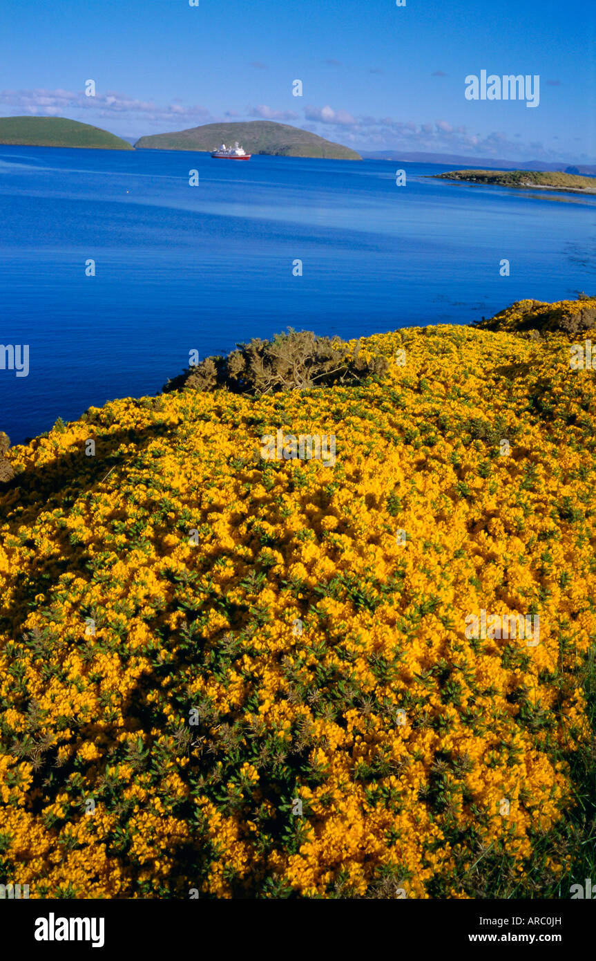Yellow gorse bushes (ulex europea), New Island, West Falkland, Falkland Islands Stock Photo