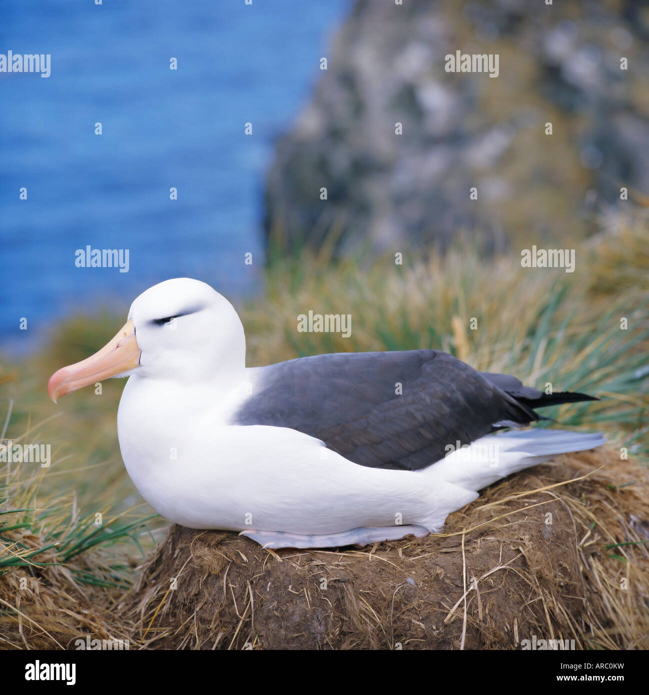 Albatross on nest hi-res stock photography and images - Alamy