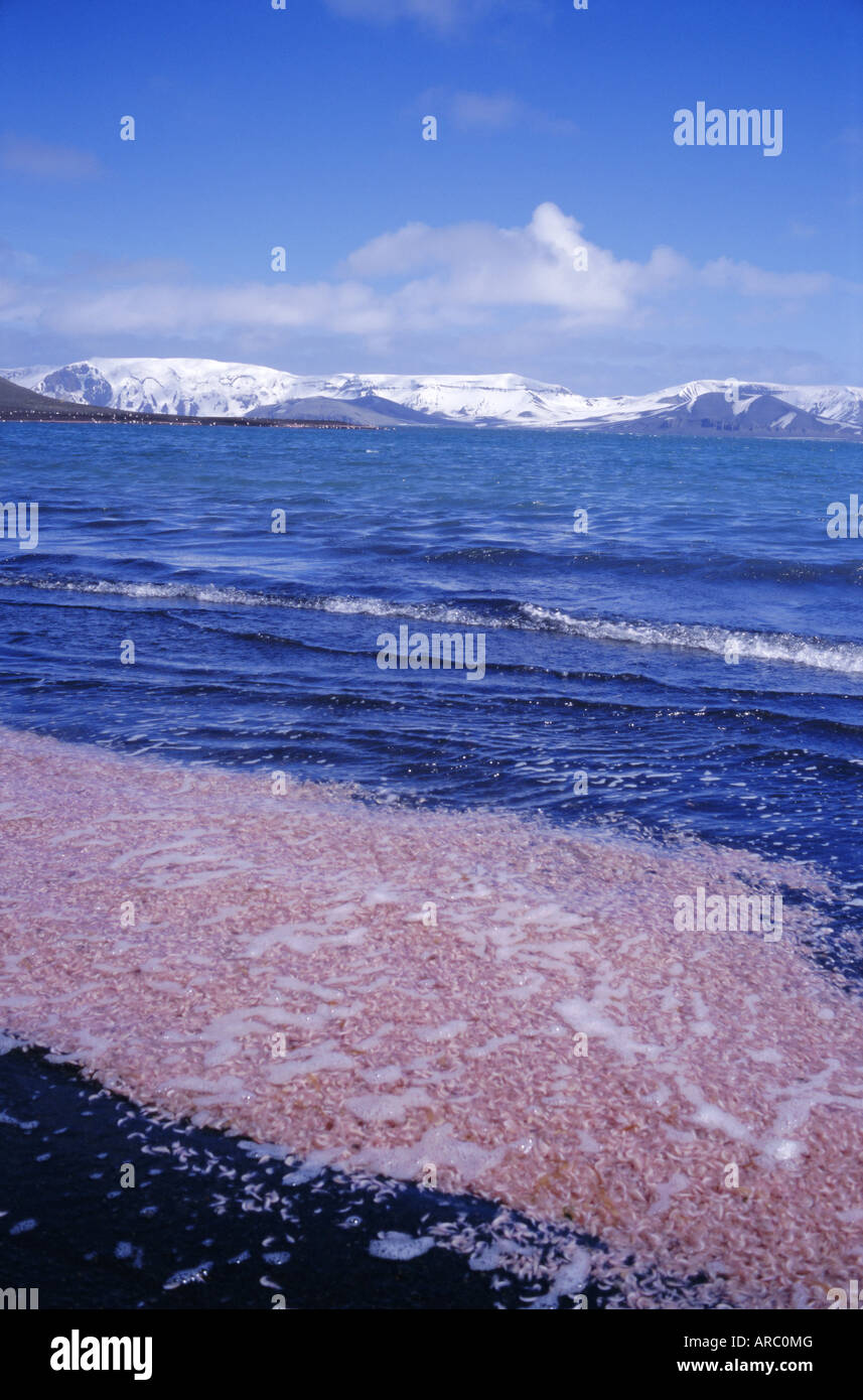 Krill swarm cooked pink by fumarole activity on the volcanic island of Deception Island, Antarctica, Polar Regions Stock Photo