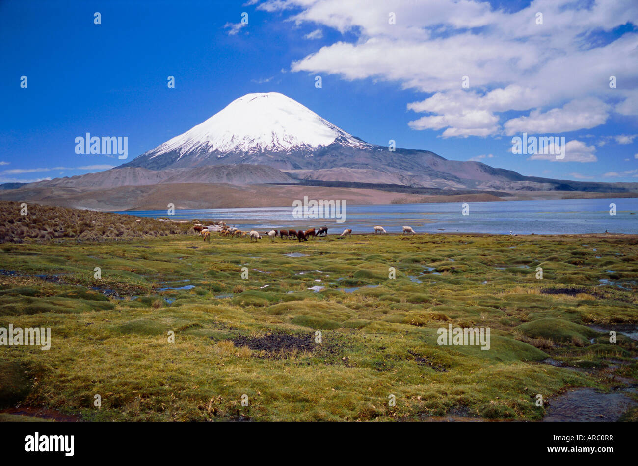 Lake Chungara and the snow capped volcano Parinacota, Lauca National Park, Andes, Chile, South America Stock Photo