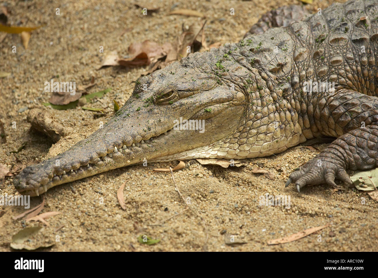 Crocodile North Queensland Australia Stock Photo